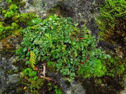 Attēlu rezultāti vaicājumam “Asplenium ruta-muraria”