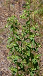 Attēlu rezultāti vaicājumam “Lithospermum officinale”