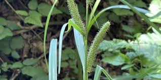 Attēlu rezultāti vaicājumam “Carex loliacea fruit”