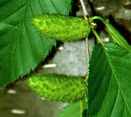 Attēlu rezultāti vaicājumam “Betula alleghaniensis fruit”