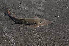 Image result for Rhynchobatus djiddensis