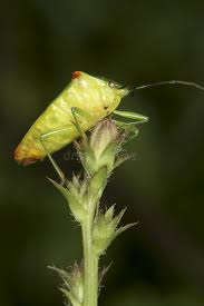 Attēlu rezultāti vaicājumam “Acanthosoma haemorrhoidale”