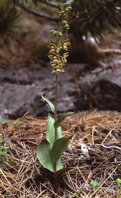 Attēlu rezultāti vaicājumam “Epipactis helleborine fruit”