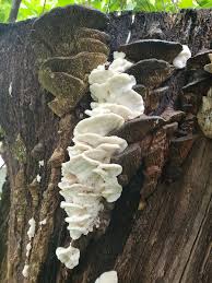 Attēlu rezultāti vaicājumam “Sarcoporia polyspora”