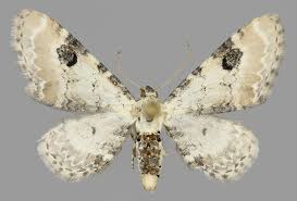 Attēlu rezultāti vaicājumam “Eupithecia centaureata”