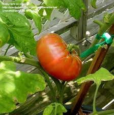 Afbeeldingsresultaat voor brandywine sudduth tomato
