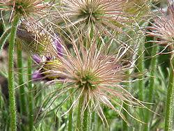 Image result for Kuhschelle