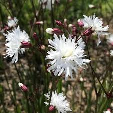 Attēlu rezultāti vaicājumam “Silene x arkwrightii Vesuvius flower”