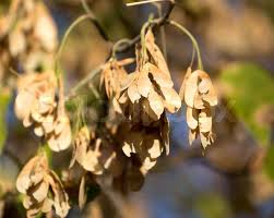 Attēlu rezultāti vaicājumam “Acer negundo fruit”