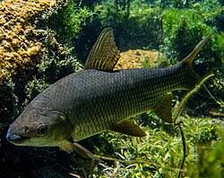 Attēlu rezultāti vaicājumam “Prociphilus xylostei”