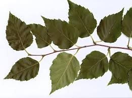 Attēlu rezultāti vaicājumam “Betula papyrifera”