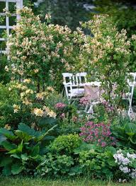 Attēlu rezultāti vaicājumam “Lonicera caprifolium”