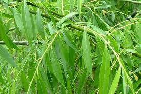 Attēlu rezultāti vaicājumam “Salix x doniana”