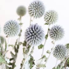 Attēlu rezultāti vaicājumam “Echinops sphaerocephalus flower”