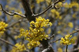 Attēlu rezultāti vaicājumam “Cornus mas flower”