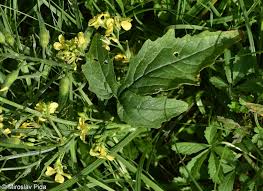 Attēlu rezultāti vaicājumam “Sinapis alba leaf”