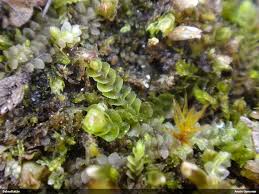 Attēlu rezultāti vaicājumam “Nardia geoscyphus”