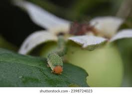 Attēlu rezultāti vaicājumam “Allantus cinctus”