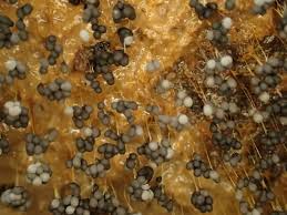 Attēlu rezultāti vaicājumam “Badhamia utricularis spores”