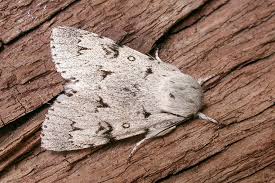 Attēlu rezultāti vaicājumam “Acronicta leporina”