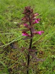 Attēlu rezultāti vaicājumam “Pedicularis palustris subsp. opsiantha”