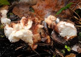 Attēlu rezultāti vaicājumam “Sarcoporia polyspora”