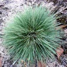 Attēlu rezultāti vaicājumam “Corynephorus canescens fruit”