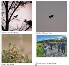 Image result for England Staffordshire Birding Club