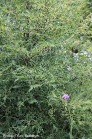 Attēlu rezultāti vaicājumam “Tilia x moltkei leaf”