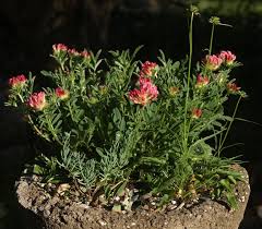 Image result for Anthyllis vulneraria rubra