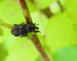 Attēlu rezultāti vaicājumam “Hylobius pinastri”