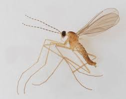 Attēlu rezultāti vaicājumam “Cecidomyiidae”