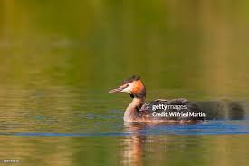 Attēlu rezultāti vaicājumam “Podiceps cristatus”
