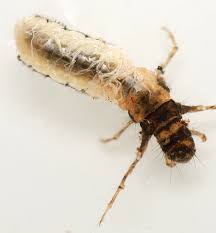 Attēlu rezultāti vaicājumam “Limnephilus larva”