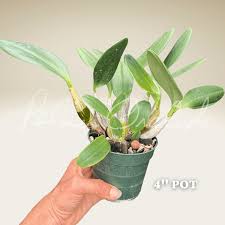 Attēlu rezultāti vaicājumam “Didymium aggregatum”