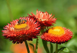 Image result for Helichrysum bracteatum