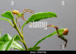 Attēlu rezultāti vaicājumam “Diaea dorsata”