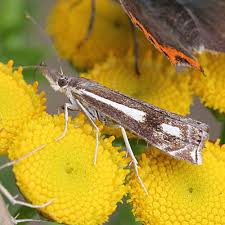 Attēlu rezultāti vaicājumam “Crambus heringiellus”