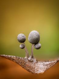 Attēlu rezultāti vaicājumam “Physarum obscurum macro”