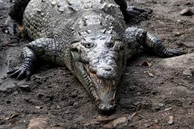 Image result for Crocodylus acutus