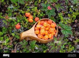 Attēlu rezultāti vaicājumam “Rubus chamaemorus”