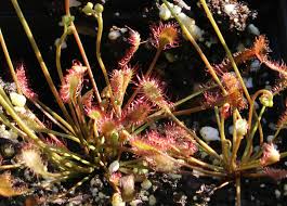 Attēlu rezultāti vaicājumam “Drosera rotundifolia flower”