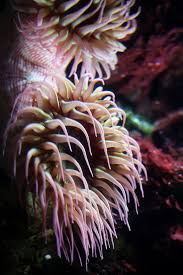 Image result for sea Anemone