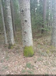 Attēlu rezultāti vaicājumam “Pleurococcus vulgaris”