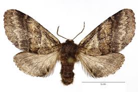 Attēlu rezultāti vaicājumam “Leucodonta bicoloria imago”