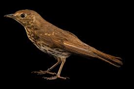 Attēlu rezultāti vaicājumam “Turdus philomelos”