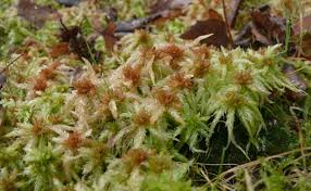 Attēlu rezultāti vaicājumam “Sphagnum rubellum”