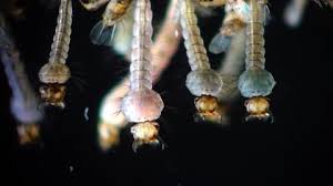 Attēlu rezultāti vaicājumam “Culex pipiens larva”