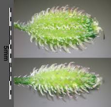 Attēlu rezultāti vaicājumam “Torilis japonica”