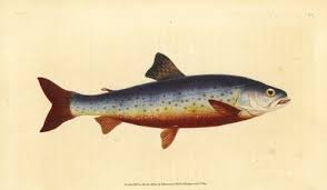 Image result for Salvelinus alpinus